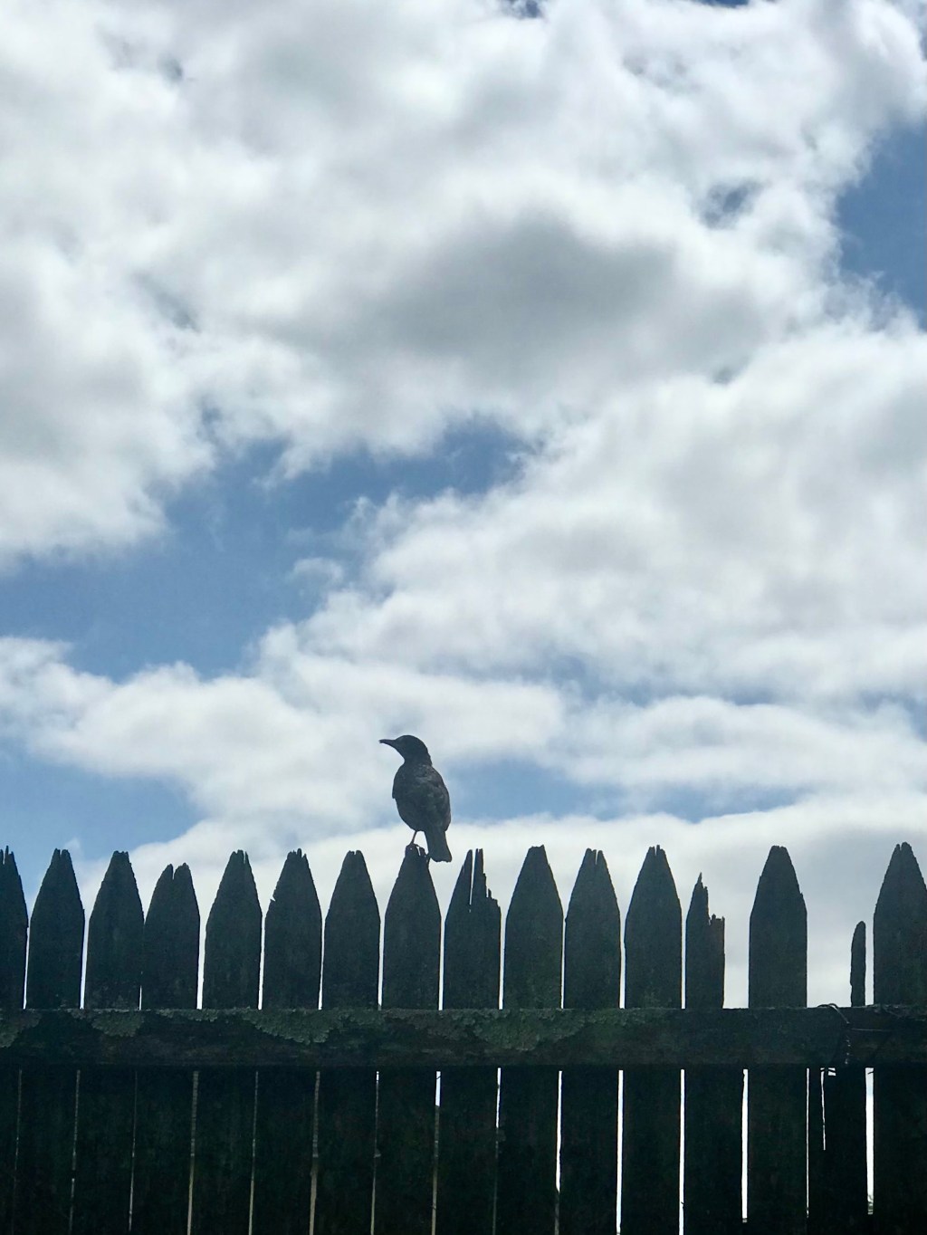 Exhibitionist, or aspiring, or lost, or depressed…