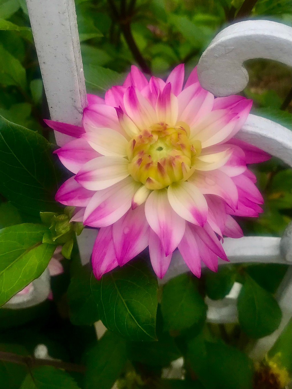 Dahlia