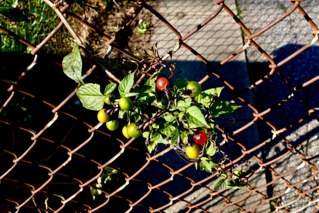 As if nature had a natural, and intentional element of deliberately&nbsp;confusing