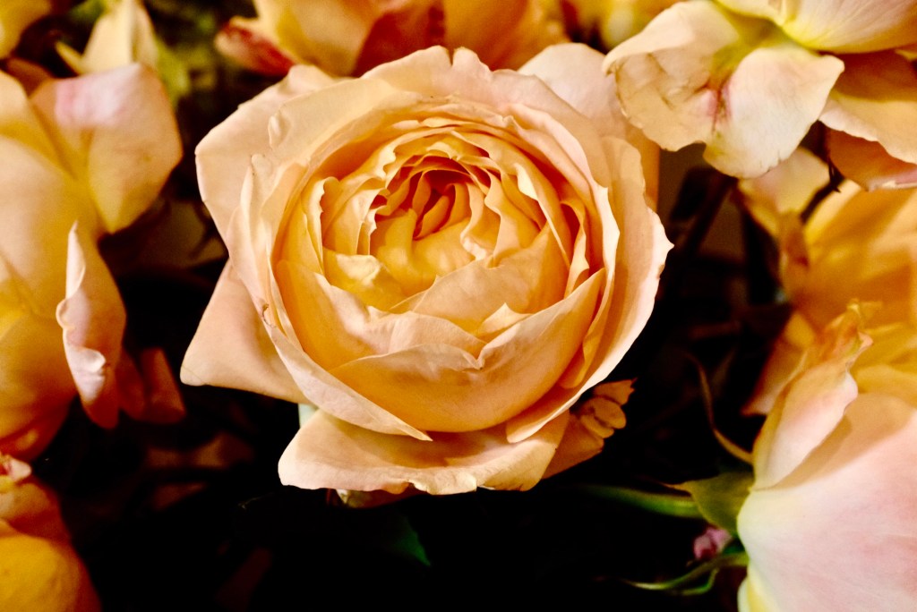 Hybrid tea rose