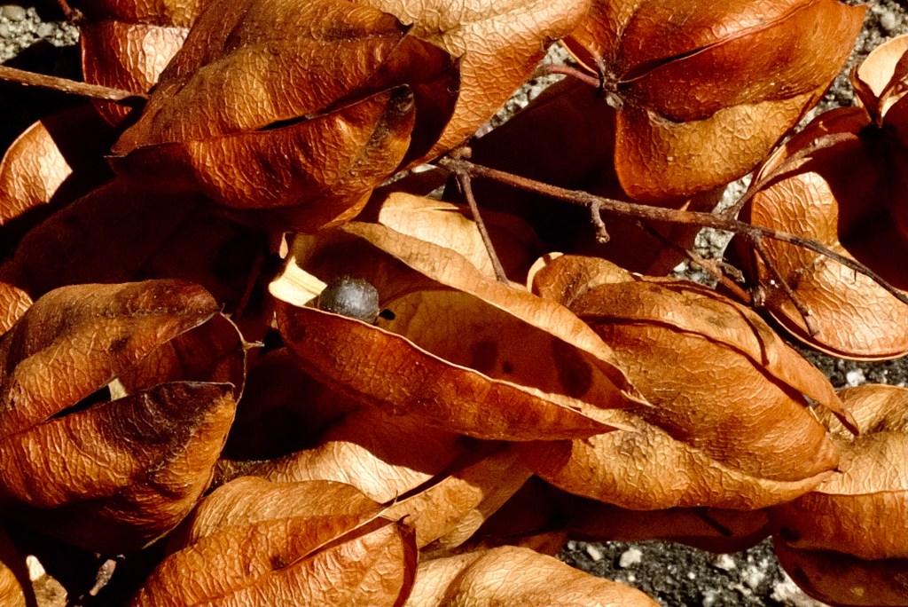 Retaining the unique beauty of the fruits from golden rain trees as photographic documents, that is the best I am willing to&nbsp;do
