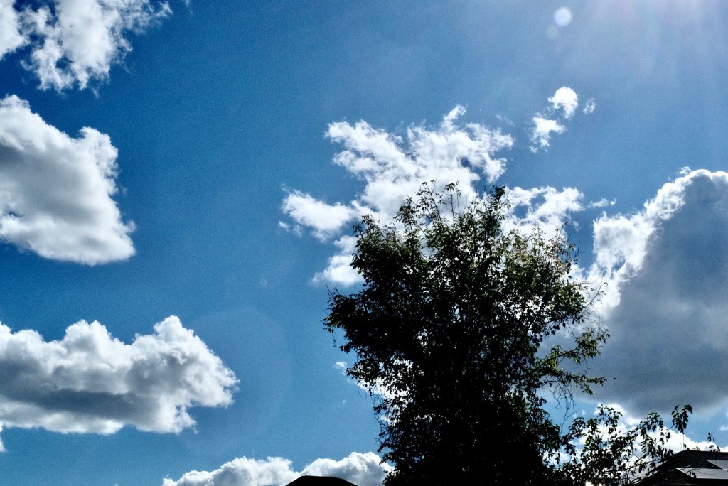 Cloud mimicking tree