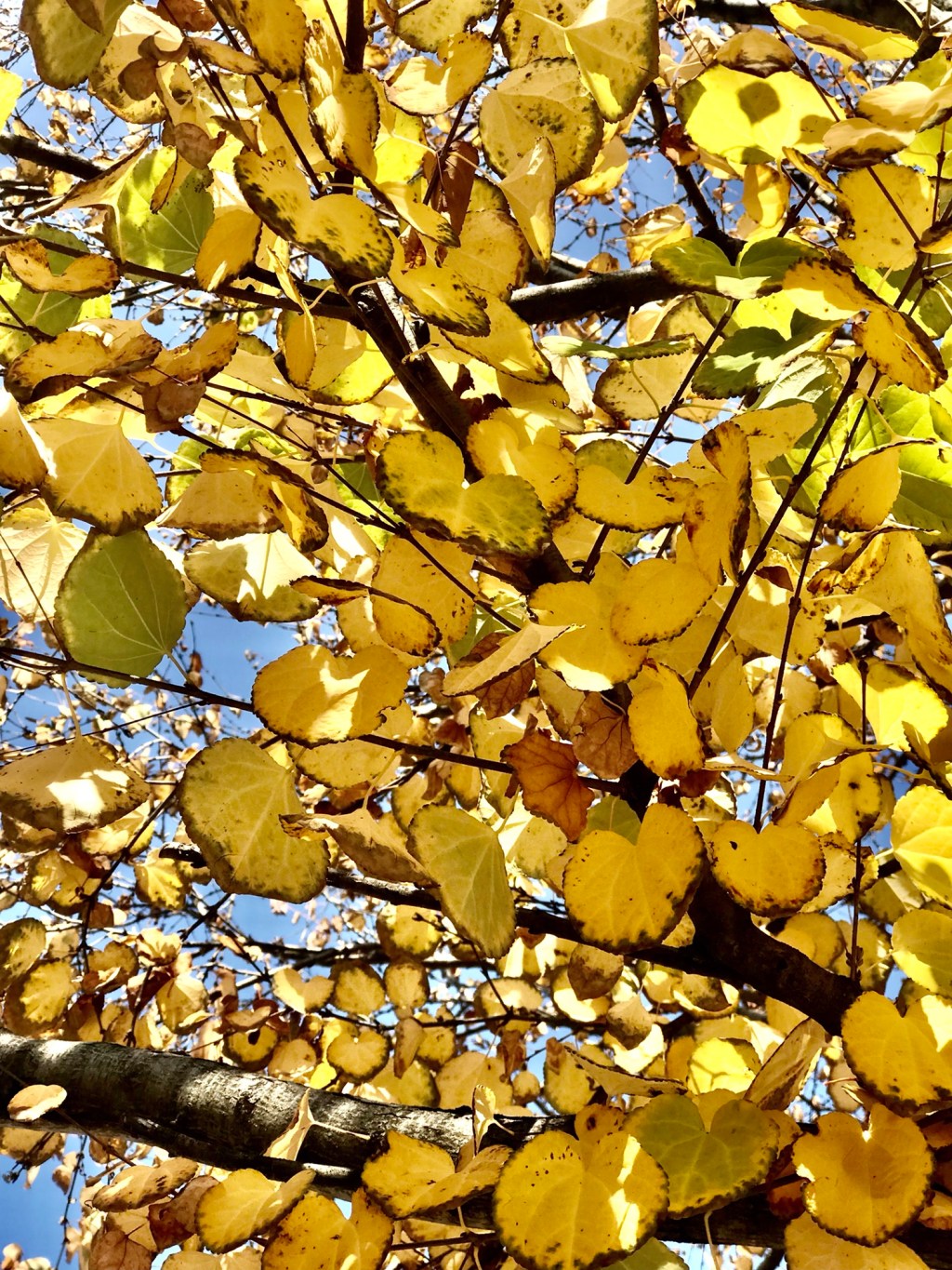 Another Japanese in the&nbsp;Neighborhood