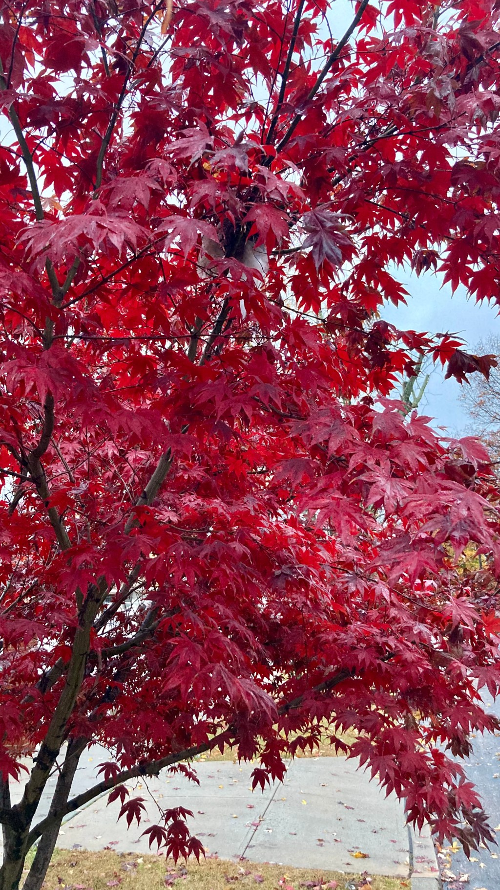 Japanese Maple