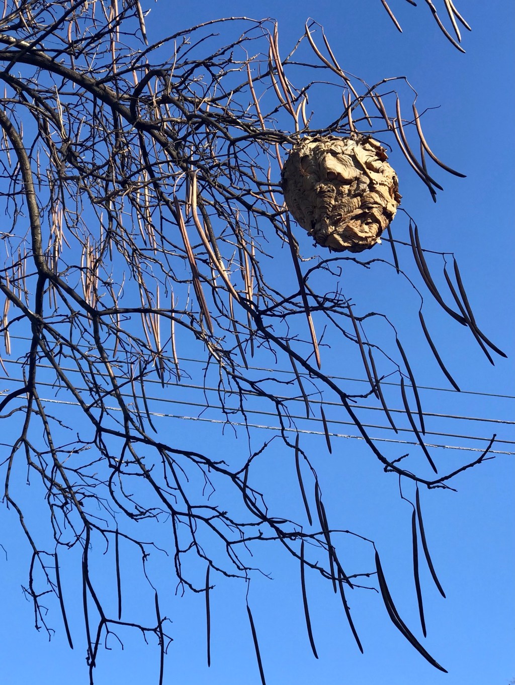 Catalpa with nest