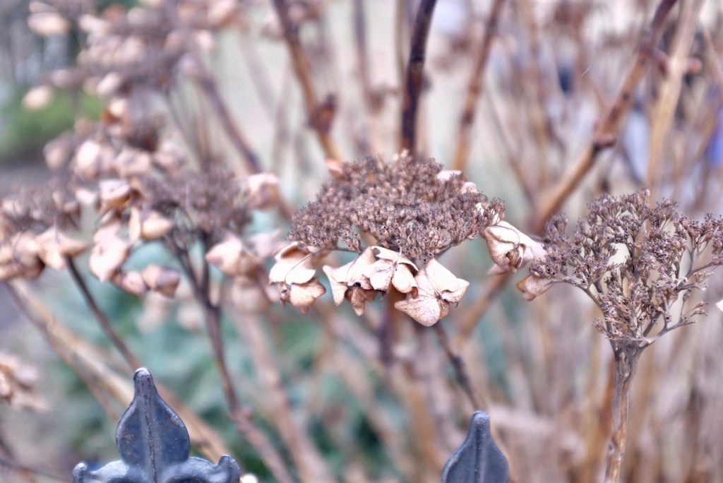 Oakleaf hydrangea