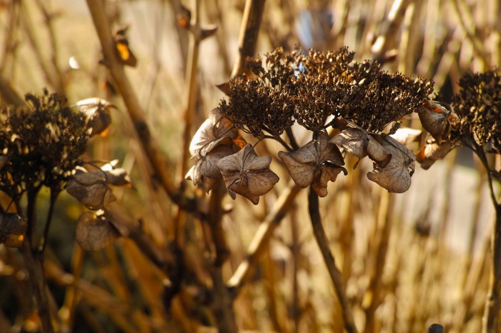 Oakleaf hydrangea