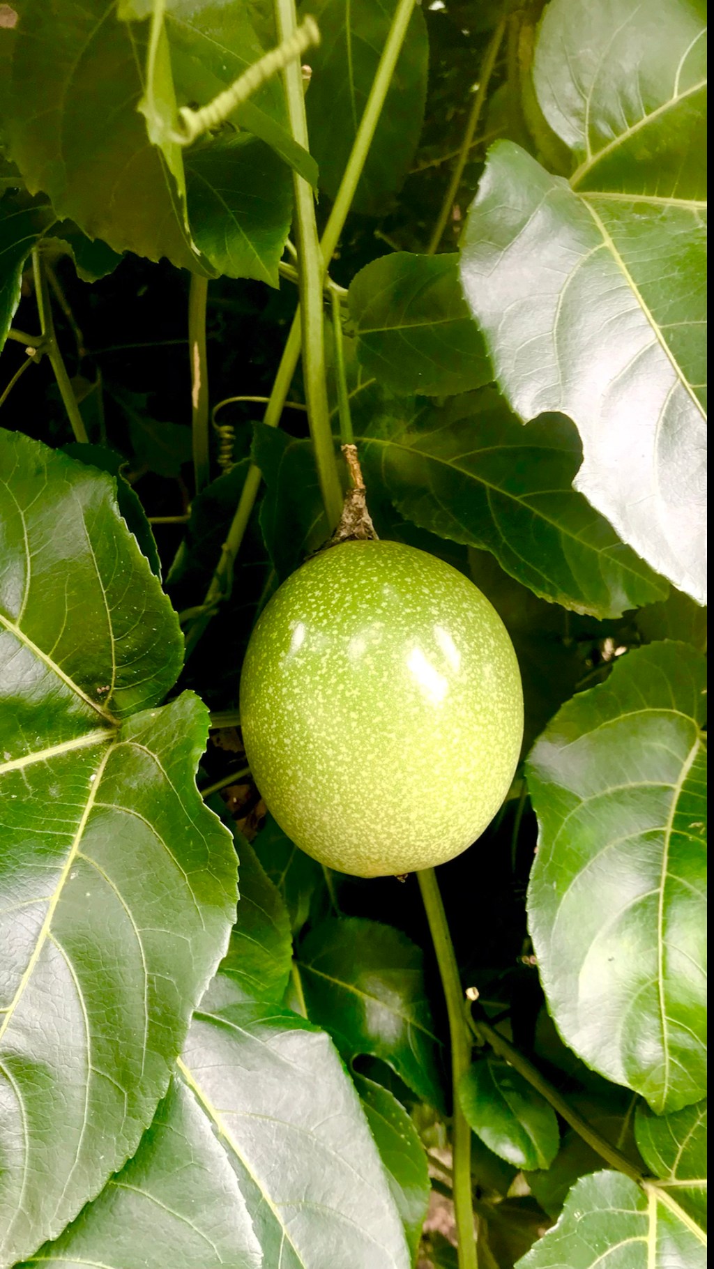 Maracuyá, parchita, passion fruit, and its natural&nbsp;supporter