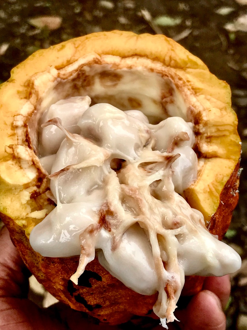 Increasingly understanding the life a culture comes from — the taste of the&nbsp;cacao