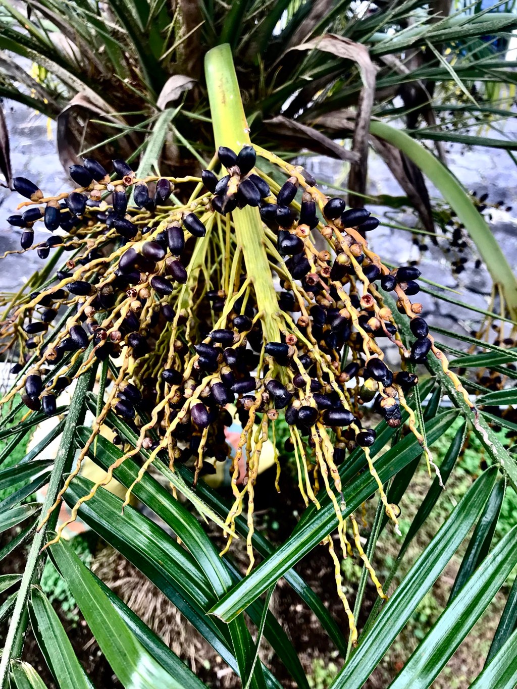 Pygme date palm, robellini palm, dwarf date&nbsp;palm