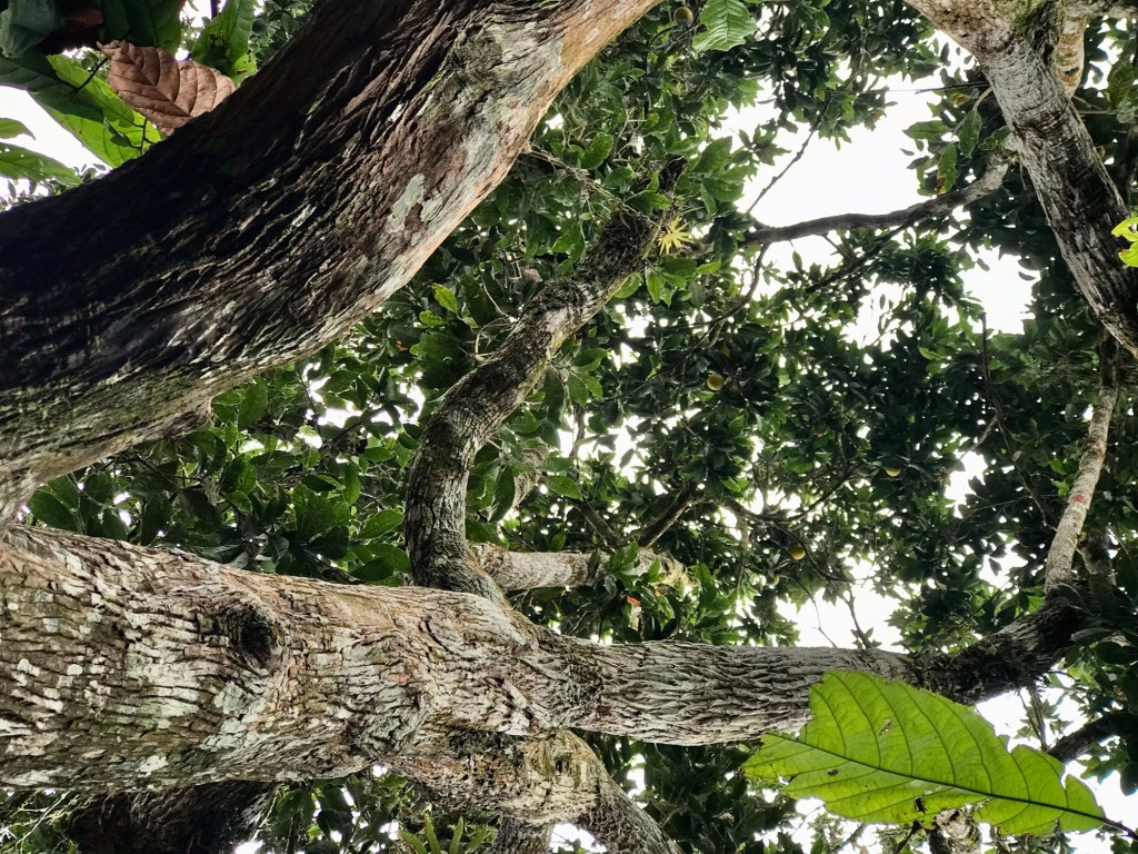 View from the&nbsp;hammock