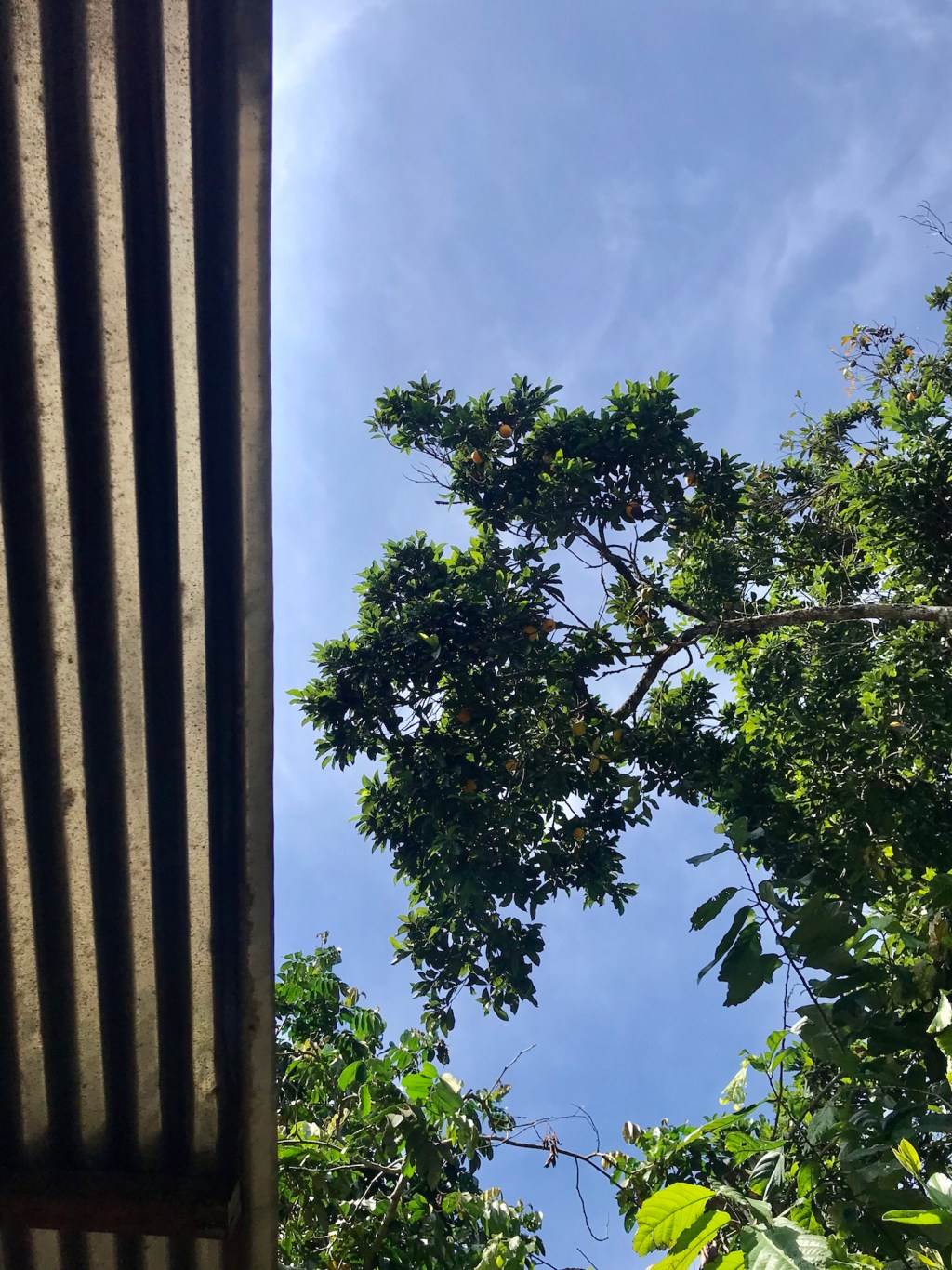 Caimito trees can be very&nbsp;tall