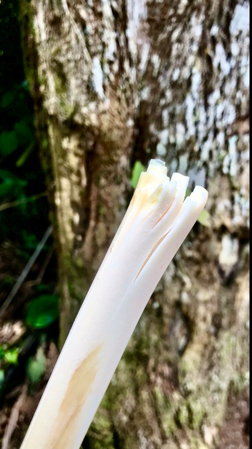 in-farm from farm to mouth heart of&nbsp;palm