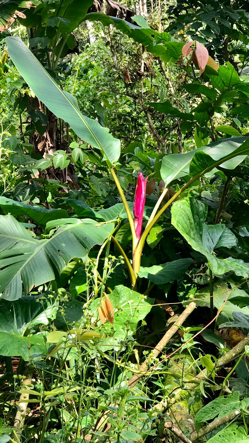 before the bananas&nbsp;come