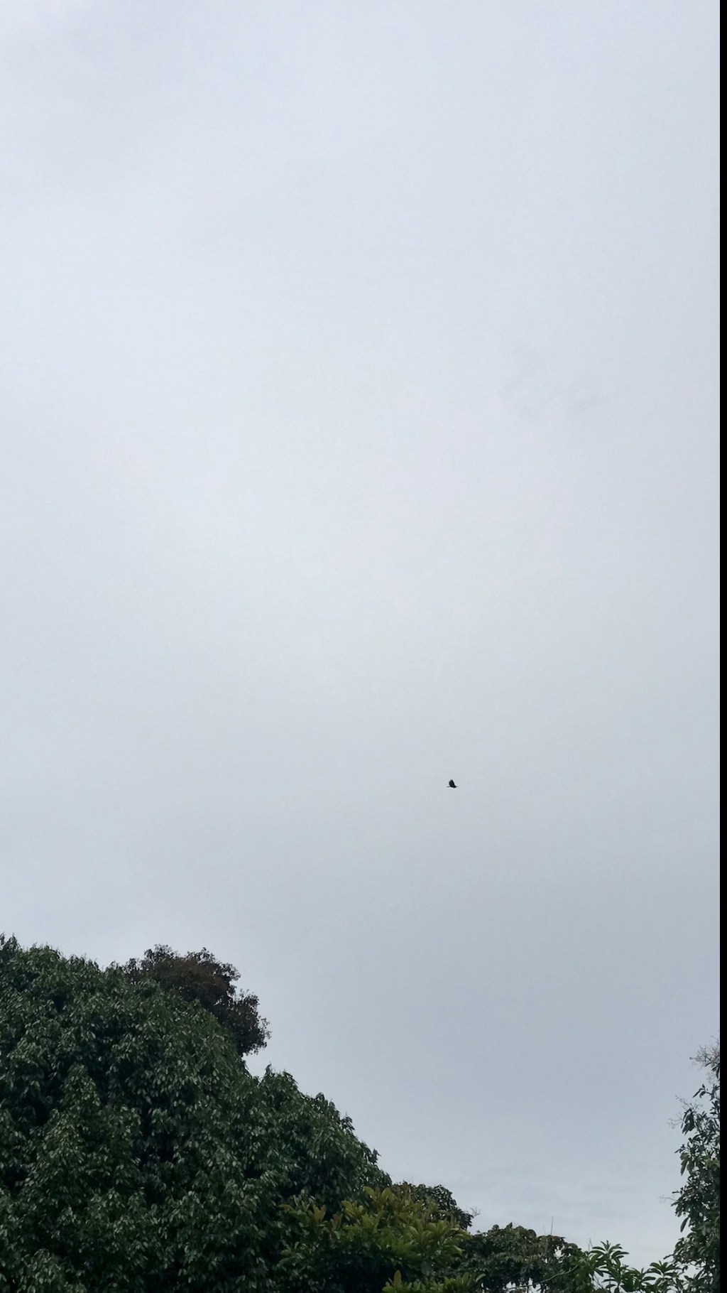 buitre / gallinazo /&nbsp;vulture