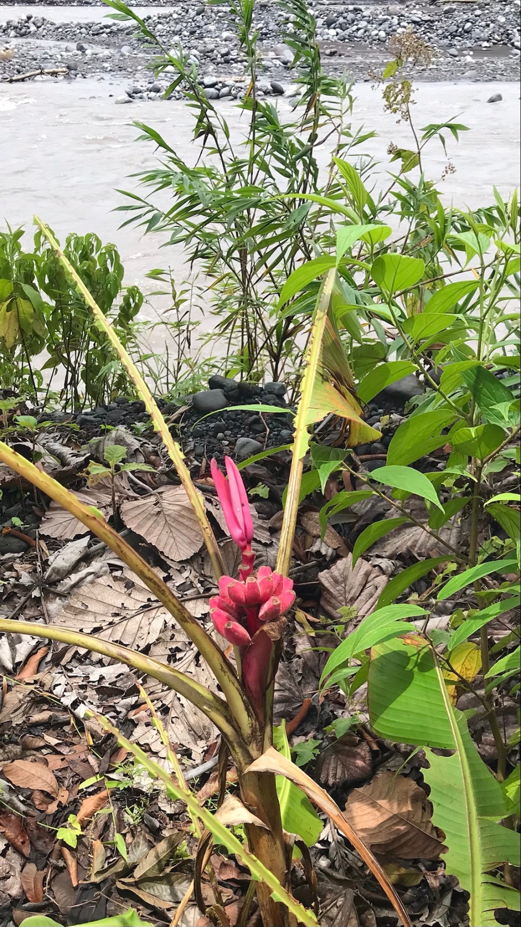 Red bananas on the bank of Río&nbsp;Upano