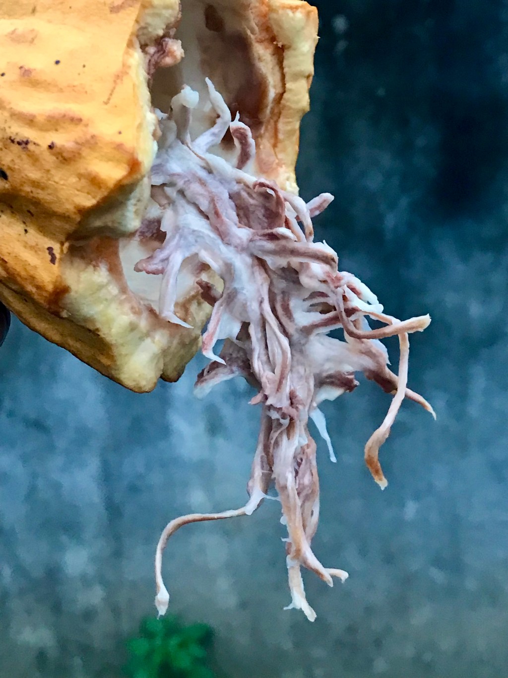 cacao fruit –&nbsp;5