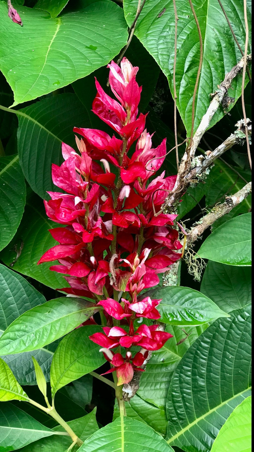 Brazilian in Ecuador