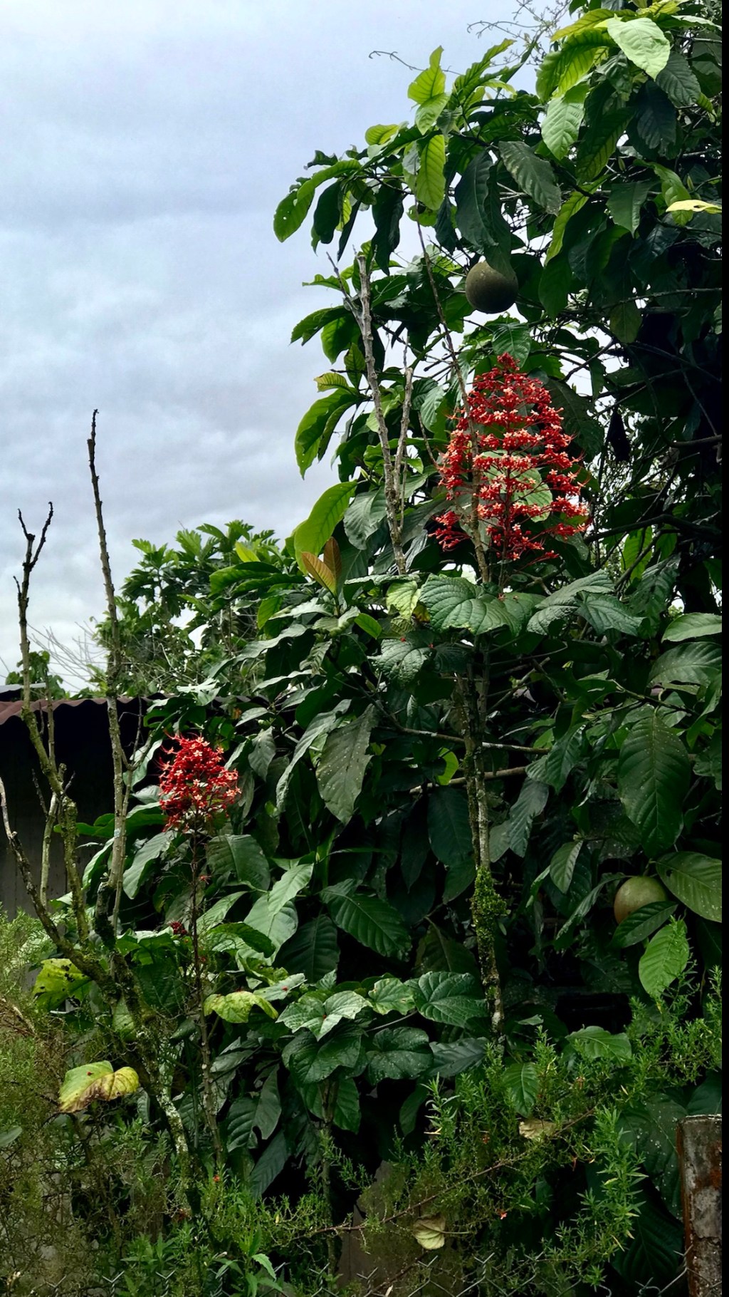 Glorybower (another Japanese in&nbsp;Ecuador)