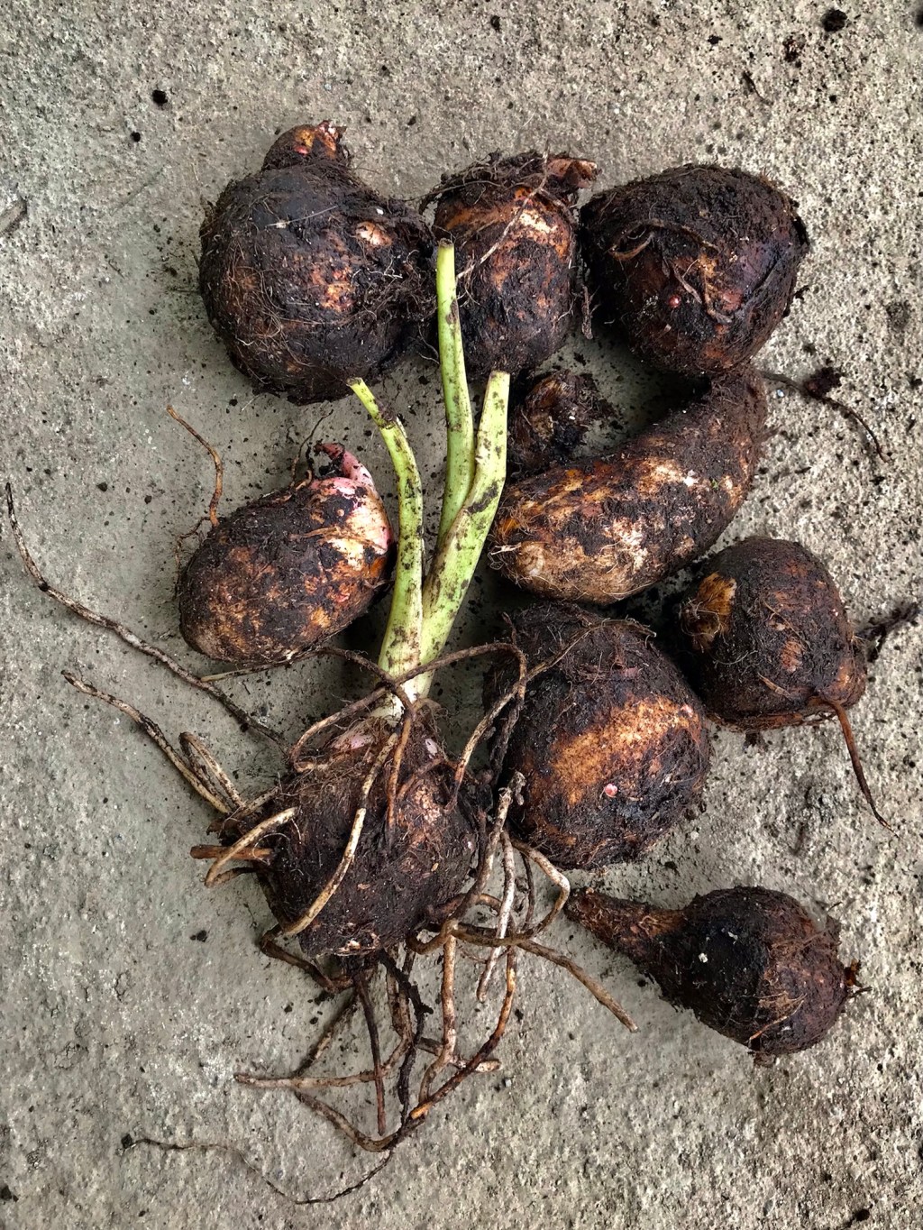 Chinese potato, according to its name here — taro, malanga, papa China,&nbsp;etc.