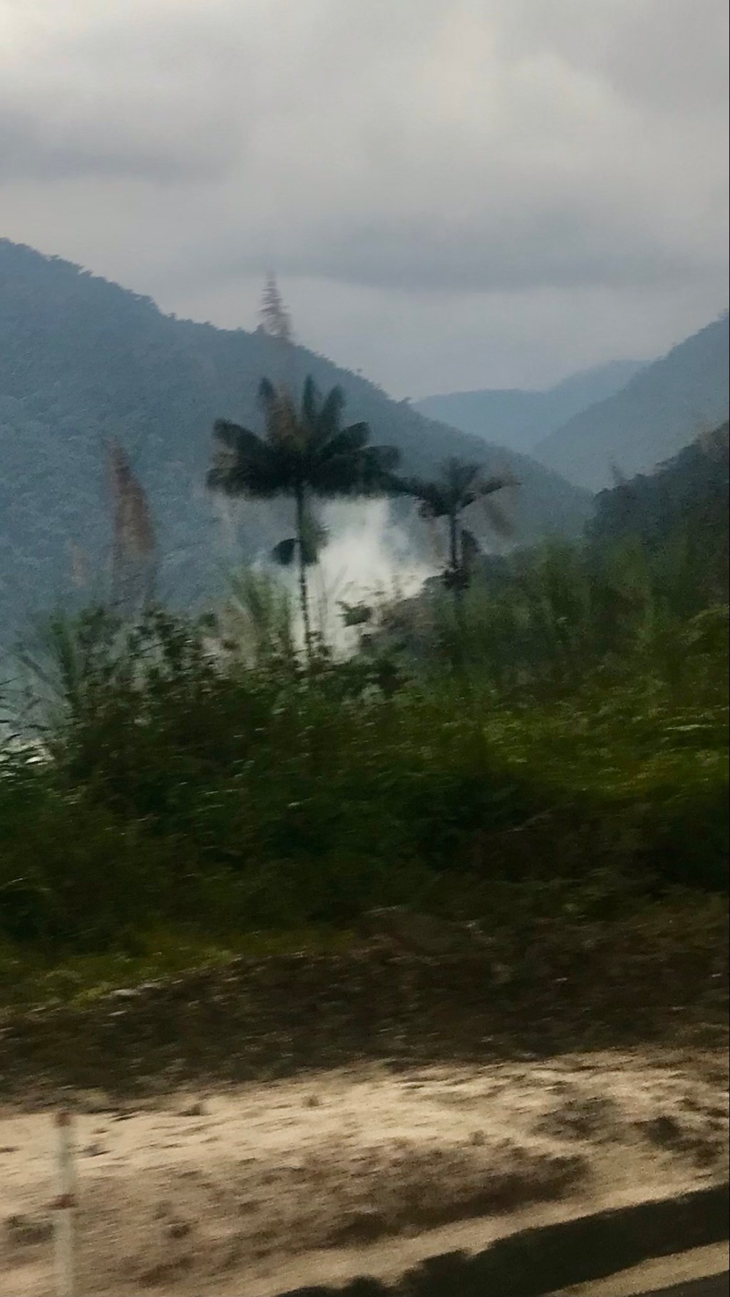 Palm with fog