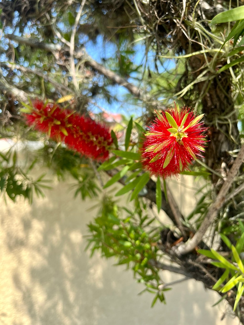 Crimson bottlebrush (in&nbsp;Kissimmee)