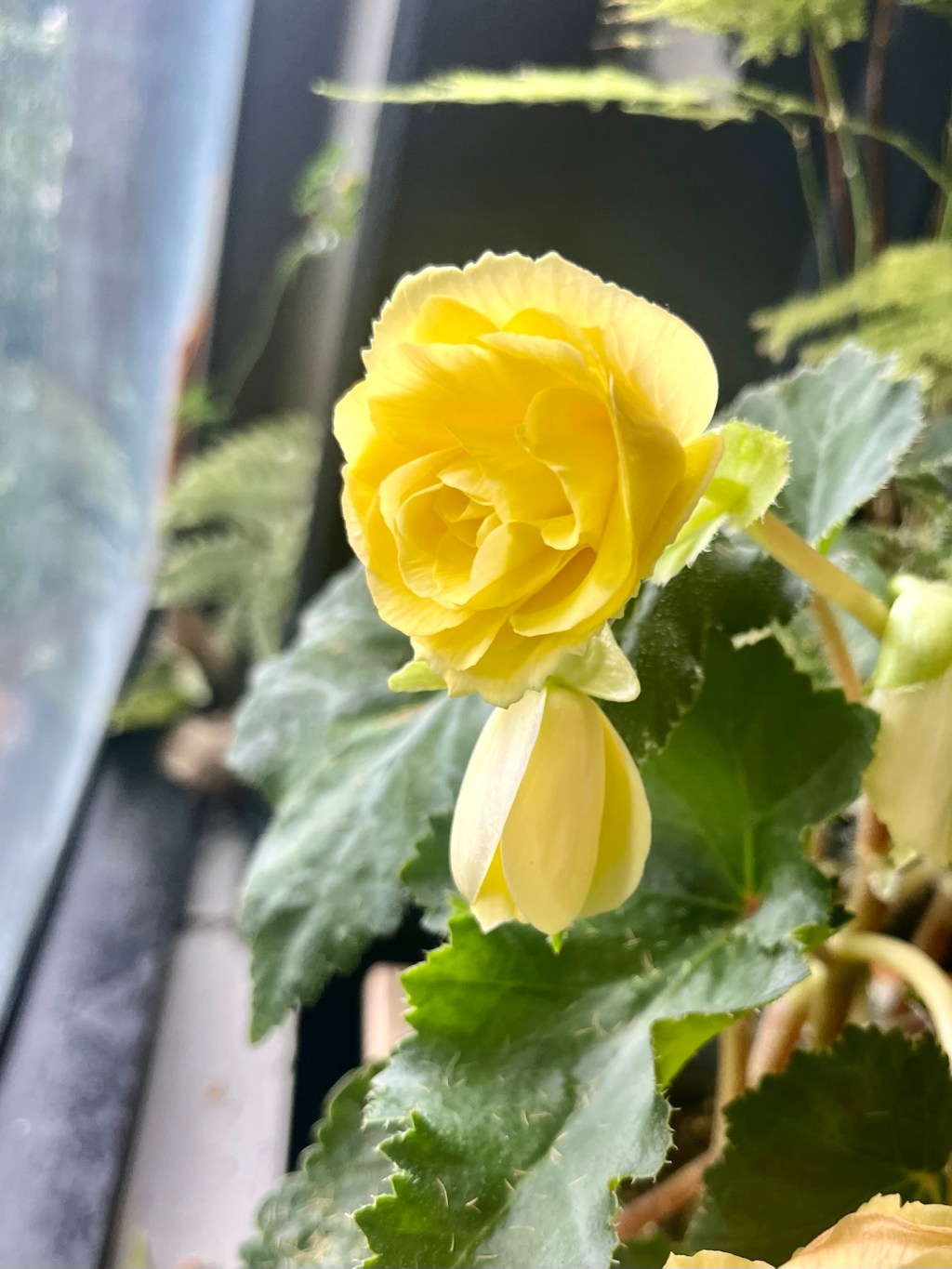 Wax begonia