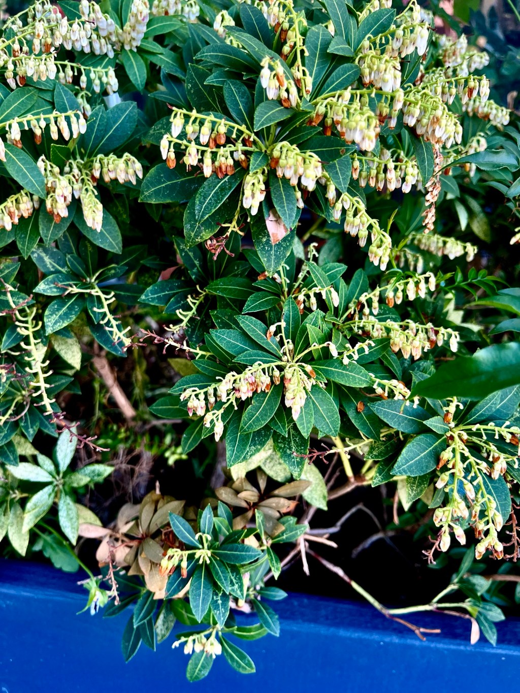 Japanese pieris