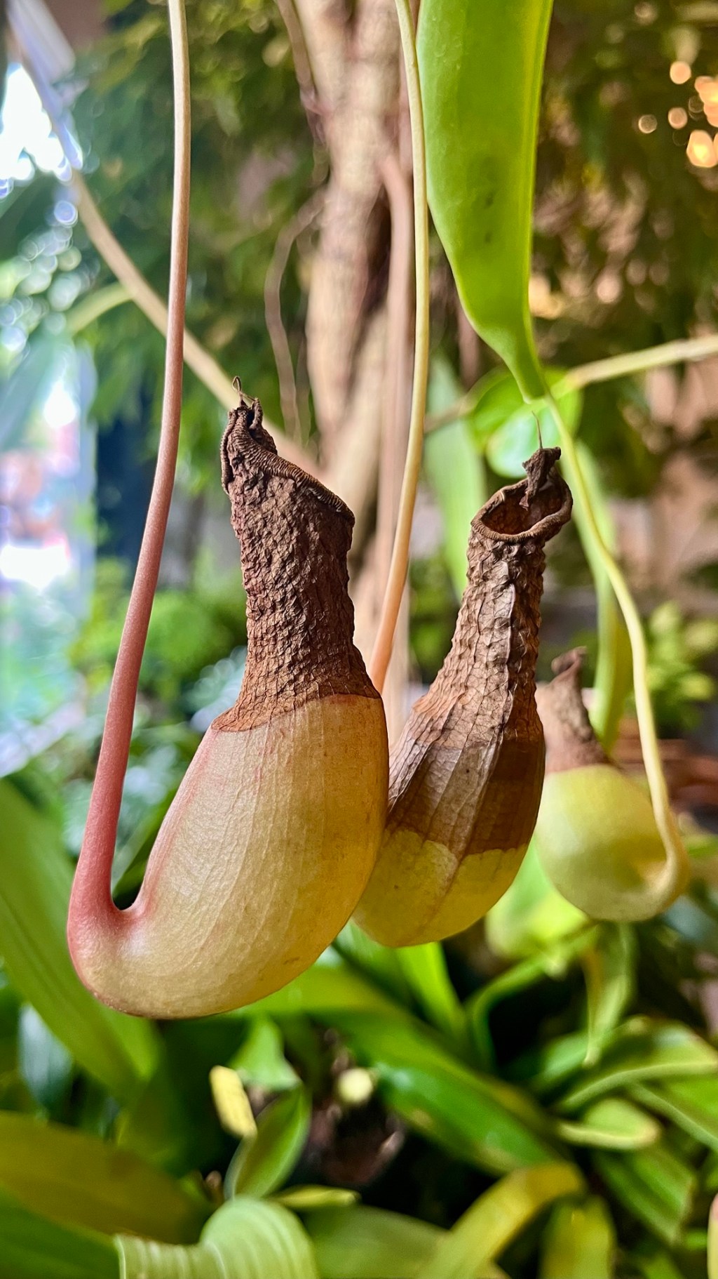 common swamp pitcher-plant
