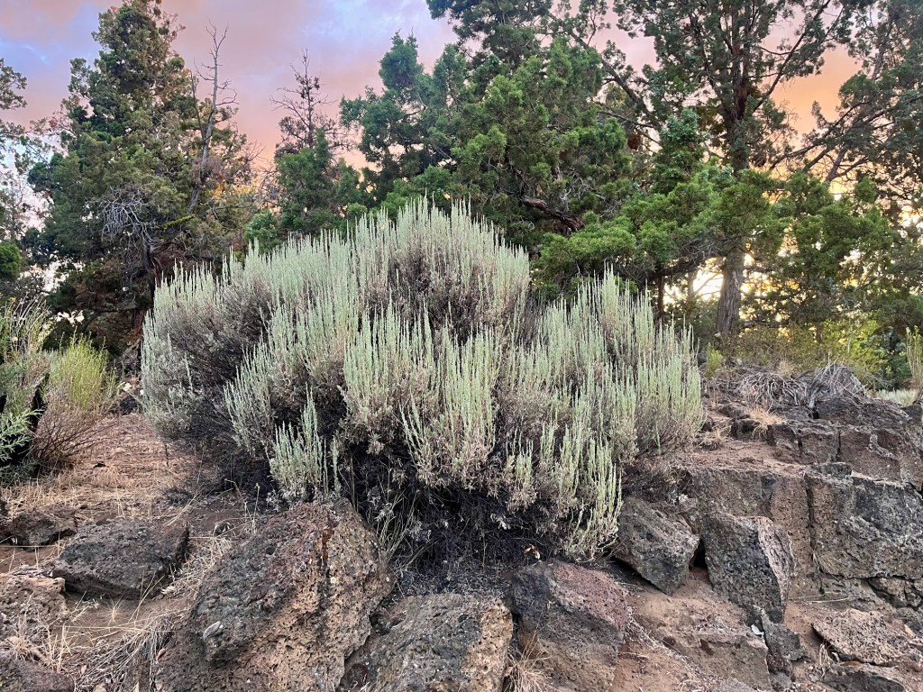 Big sagebrush