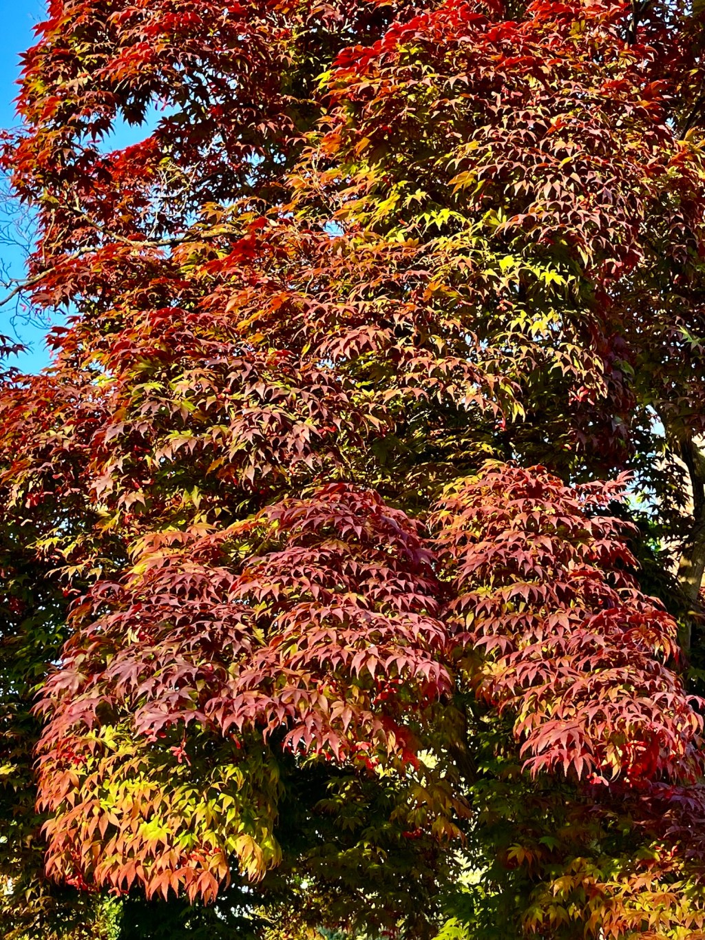 Japanese maple