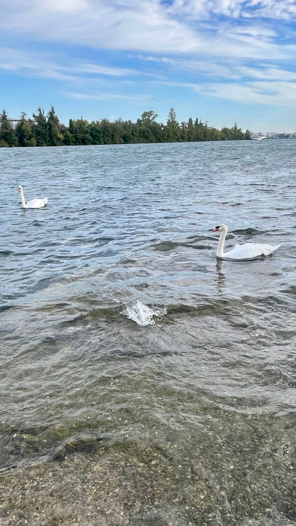 Confluence: Swans